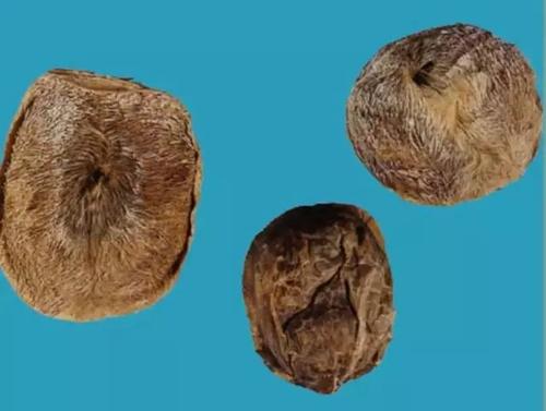 人工麝香的功效与作用影响 人工麝香的功效与作用影响