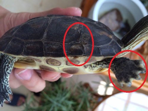 灰锰氧泡龟泡多久 灰锰氧泡龟泡多久