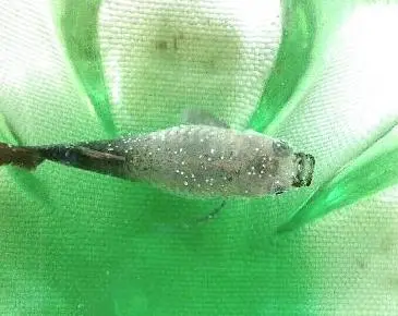 灰锰氧治疗鱼