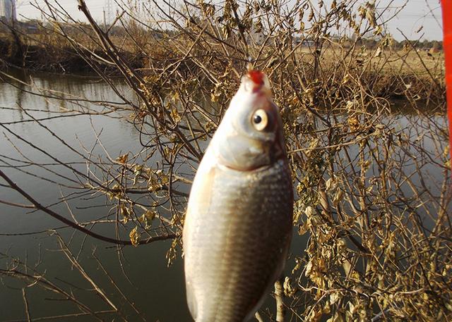 为什么钓鱼用麝香 为什么钓鱼用麝香