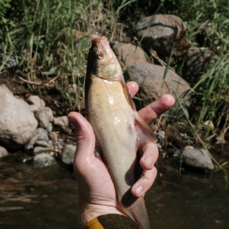 人工合成麝香粉钓鱼好用吗