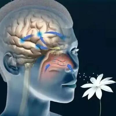 香气存在的意义 香气存在的意义